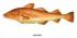 Toxinas del pescado y ácidos grasos omega-3